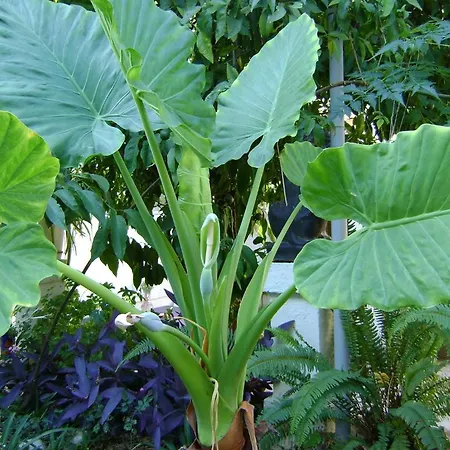 Marijana Konukevi 2*