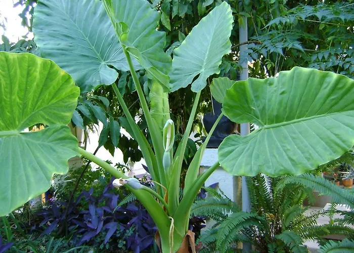 Marijana בית הארחה 2*